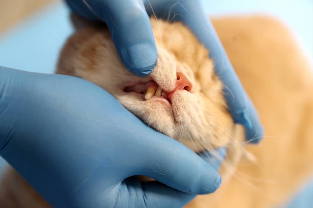 Konya'da balkondan düşen kediye insan tedavisi uygulandı 5